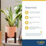 Costa Farms Snake Plant, Live Plant in Decorative Pot, Easy to Maintain, Air Purifying Succulent Indoor Houseplant Assorted Variety, Home, Room, or Office Décor, 12-20 Inches Tall