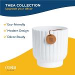 Costa Farms Snake Plant, Live Plant in Decorative Pot, Easy to Maintain, Air Purifying Succulent Indoor Houseplant Assorted Variety, Home, Room, or Office Décor, 12-20 Inches Tall