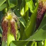 The Old Farmer's Almanac Heirloom Sweet Corn Seeds (Golden Bantam) - Approx 75 Seeds - Non-GMO, Open Pollinated, USA Origin