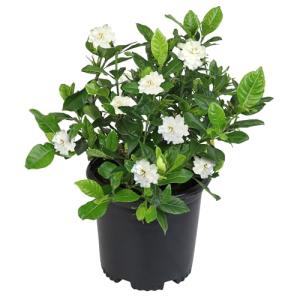 Gardenia Plant (1G), Cape Jasmine Plant Outdoor Plants, Fresh Flowers for Delivery Prime, Live Plants Indoor Plants Live Houseplants, Gardenia Plants Live House Plants Indoors Live by Plants for Pets