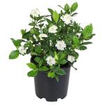 Gardenia Plant (1G), Cape Jasmine Plant Outdoor Plants, Fresh Flowers for Delivery Prime, Live Plants Indoor Plants Live Houseplants, Gardenia Plants Live House Plants Indoors Live by Plants for Pets