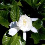 Gardenia Plant (1G), Cape Jasmine Plant Outdoor Plants, Fresh Flowers for Delivery Prime, Live Plants Indoor Plants Live Houseplants, Gardenia Plants Live House Plants Indoors Live by Plants for Pets