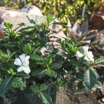 Gardenia Plant (1G), Cape Jasmine Plant Outdoor Plants, Fresh Flowers for Delivery Prime, Live Plants Indoor Plants Live Houseplants, Gardenia Plants Live House Plants Indoors Live by Plants for Pets