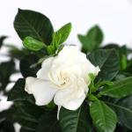 Gardenia Plant (1G), Cape Jasmine Plant Outdoor Plants, Fresh Flowers for Delivery Prime, Live Plants Indoor Plants Live Houseplants, Gardenia Plants Live House Plants Indoors Live by Plants for Pets