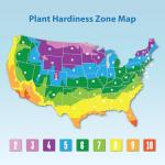 Gardenia Plant (1G), Cape Jasmine Plant Outdoor Plants, Fresh Flowers for Delivery Prime, Live Plants Indoor Plants Live Houseplants, Gardenia Plants Live House Plants Indoors Live by Plants for Pets