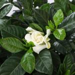 Gardenia Plant (1G), Cape Jasmine Plant Outdoor Plants, Fresh Flowers for Delivery Prime, Live Plants Indoor Plants Live Houseplants, Gardenia Plants Live House Plants Indoors Live by Plants for Pets
