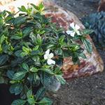 Gardenia Plant (1G), Cape Jasmine Plant Outdoor Plants, Fresh Flowers for Delivery Prime, Live Plants Indoor Plants Live Houseplants, Gardenia Plants Live House Plants Indoors Live by Plants for Pets