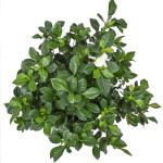 Gardenia Plant (1G), Cape Jasmine Plant Outdoor Plants, Fresh Flowers for Delivery Prime, Live Plants Indoor Plants Live Houseplants, Gardenia Plants Live House Plants Indoors Live by Plants for Pets