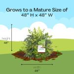 Lemon Lime Nandina Shrub - 2 Gallon Pot