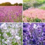 Mixrug 500pcs Mixed Lavender Seeds for Planting, Non-GMO Heirloom Lavender Perennial Flower Seeds Plants, Open Pollinated Beauty Home Garden Flowers in Outdoors Indoors