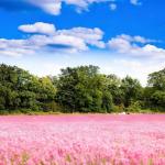 Mixrug 500pcs Mixed Lavender Seeds for Planting, Non-GMO Heirloom Lavender Perennial Flower Seeds Plants, Open Pollinated Beauty Home Garden Flowers in Outdoors Indoors