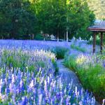 Mixrug 500pcs Mixed Lavender Seeds for Planting, Non-GMO Heirloom Lavender Perennial Flower Seeds Plants, Open Pollinated Beauty Home Garden Flowers in Outdoors Indoors