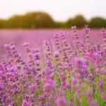 Mixrug 500pcs Mixed Lavender Seeds for Planting, Non-GMO Heirloom Lavender Perennial Flower Seeds Plants, Open Pollinated Beauty Home Garden Flowers in Outdoors Indoors