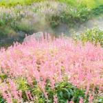 Mixrug 500pcs Mixed Lavender Seeds for Planting, Non-GMO Heirloom Lavender Perennial Flower Seeds Plants, Open Pollinated Beauty Home Garden Flowers in Outdoors Indoors