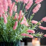 Mixrug 500pcs Mixed Lavender Seeds for Planting, Non-GMO Heirloom Lavender Perennial Flower Seeds Plants, Open Pollinated Beauty Home Garden Flowers in Outdoors Indoors