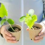 Dalzom® 60Pcs 3.1” Peat Pots with 60Pcs Plant Labels, Biodegradable Pots for Seedlings with Drainage Holes, Garden Plant Nursery Pots Seed Starting Trays