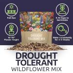 Drought Tolerant Wildflowers Mix – Extra Large Packet – Over 7,500 Open Pollinated Non-GMO Seeds – 21 Different Dryland Species