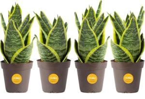 Costa Farms Snake Plant - Live Indoor/Outdoor 4-Pack