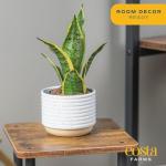 Costa Farms Snake Plant - Live Indoor/Outdoor 4-Pack