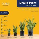 Costa Farms Snake Plant - Live Indoor/Outdoor 4-Pack