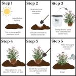 Proven Winners 2 Gal. Miss Molly Buddleia Shrub