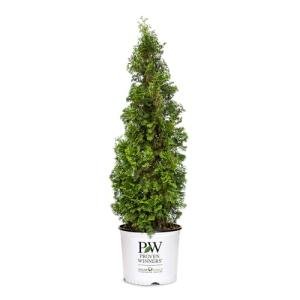 Proven Winners 2 Gal. Sting Arborvitae Shrub