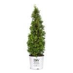 Proven Winners 2 Gal. Sting Arborvitae Shrub
