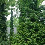 Proven Winners 2 Gal. Sting Arborvitae Shrub