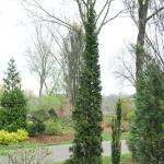 Proven Winners 2 Gal. Sting Arborvitae Shrub
