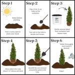 Proven Winners 2 Gal. Sting Arborvitae Shrub