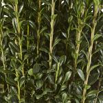 Holly 1 Gal. Sky Pencil Holly (Ilex) Shrub