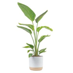 Costa Farms White Bird of Paradise Live Plant in Decorative Pot, Large Indoor Houseplant, Perfect for Home, Room, or Office Decor, Great House Warming or Birthday Gift, 3-4 Feet Tall