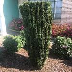 Holly 1 Gal. Sky Pencil Holly (Ilex) Shrub
