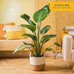 Costa Farms White Bird of Paradise Live Plant in Decorative Pot, Large Indoor Houseplant, Perfect for Home, Room, or Office Decor, Great House Warming or Birthday Gift, 3-4 Feet Tall