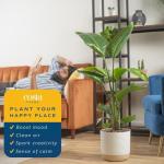 Costa Farms White Bird of Paradise Live Plant in Decorative Pot, Large Indoor Houseplant, Perfect for Home, Room, or Office Decor, Great House Warming or Birthday Gift, 3-4 Feet Tall