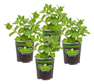 Bonnie Plants Sweet Mint Live Edible Aromatic Herb Plant - 4 Pack, Easy To Grow, Non-GMO, Perennial In Zones 5 to 11, Used In Teas & Other Beverages, Salads, Garnish, Jelly & Desserts