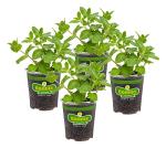 Bonnie Plants Sweet Mint Live Edible Aromatic Herb Plant - 4 Pack, Easy To Grow, Non-GMO, Perennial In Zones 5 to 11, Used In Teas & Other Beverages, Salads, Garnish, Jelly & Desserts