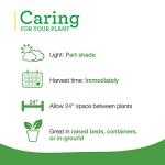 Bonnie Plants Sweet Mint Live Edible Aromatic Herb Plant - 4 Pack, Easy To Grow, Non-GMO, Perennial In Zones 5 to 11, Used In Teas & Other Beverages, Salads, Garnish, Jelly & Desserts