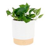 Golden Pothos Live Plant in Modern Planter