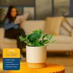 Golden Pothos Live Plant in Modern Planter