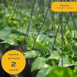 Golden Pothos Live Plant in Modern Planter