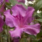 Autumn Royalty Purple Azalea Shrub (1 Gallon)