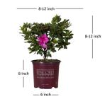 Autumn Royalty Purple Azalea Shrub (1 Gallon)