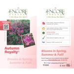 Autumn Royalty Purple Azalea Shrub (1 Gallon)