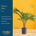 Majesty Palm Live Plant in Modern Decor Planter