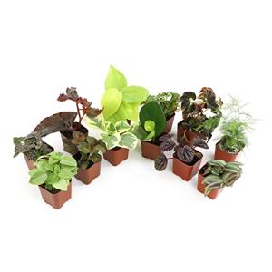 12-Pack Live Indoor Plants for Gardening Enthusiasts