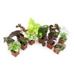 12-Pack Live Indoor Plants for Gardening Enthusiasts
