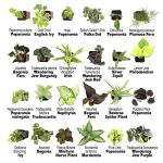 12-Pack Live Indoor Plants for Gardening Enthusiasts