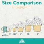 12-Pack Live Indoor Plants for Gardening Enthusiasts