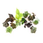 12-Pack Live Indoor Plants for Gardening Enthusiasts